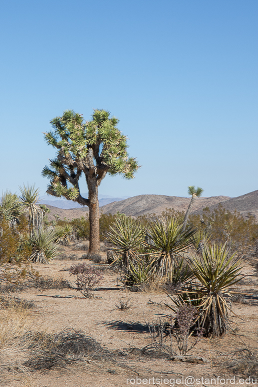 Joshua Tree National Park